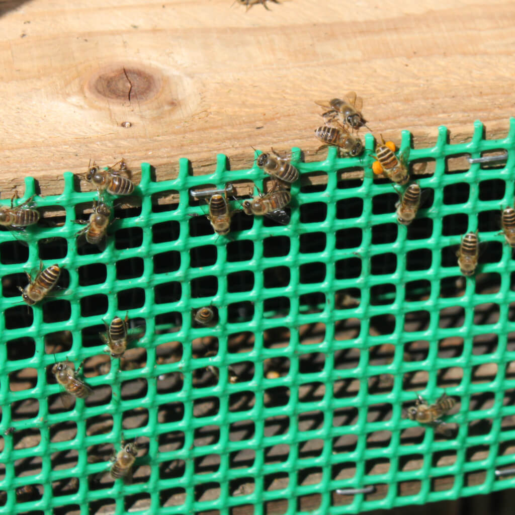 ミツバチがいなくなると人類は４年以内に滅びる Lifet Select