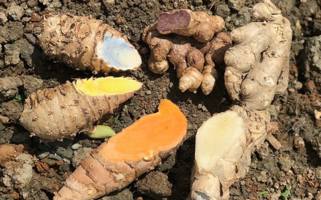 turmeric