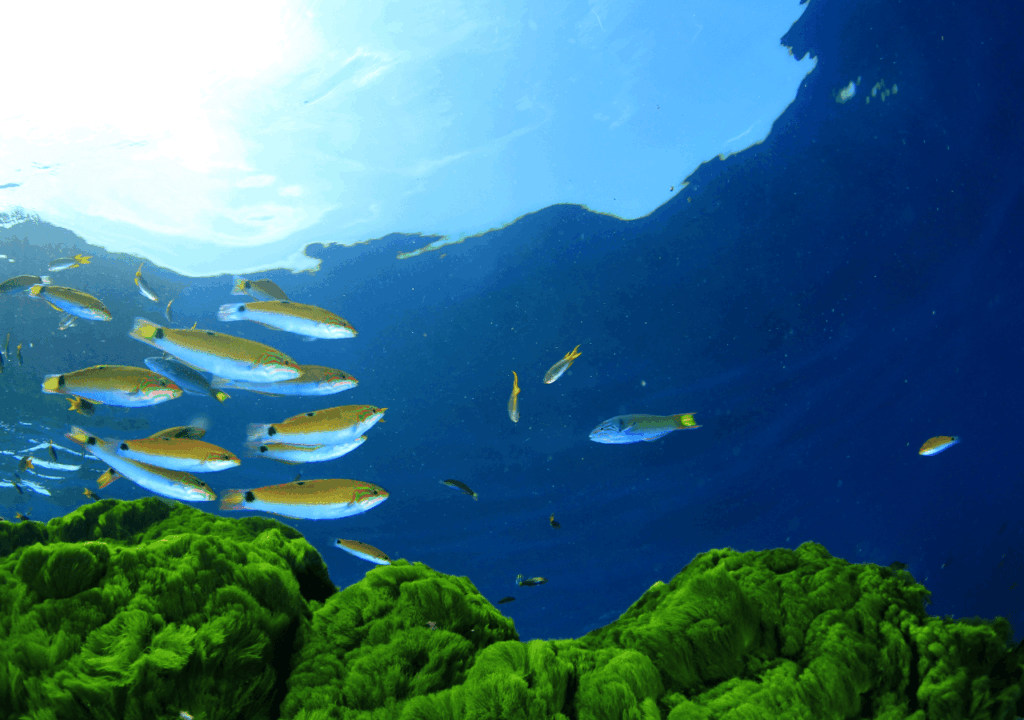 奇数脂肪酸とは