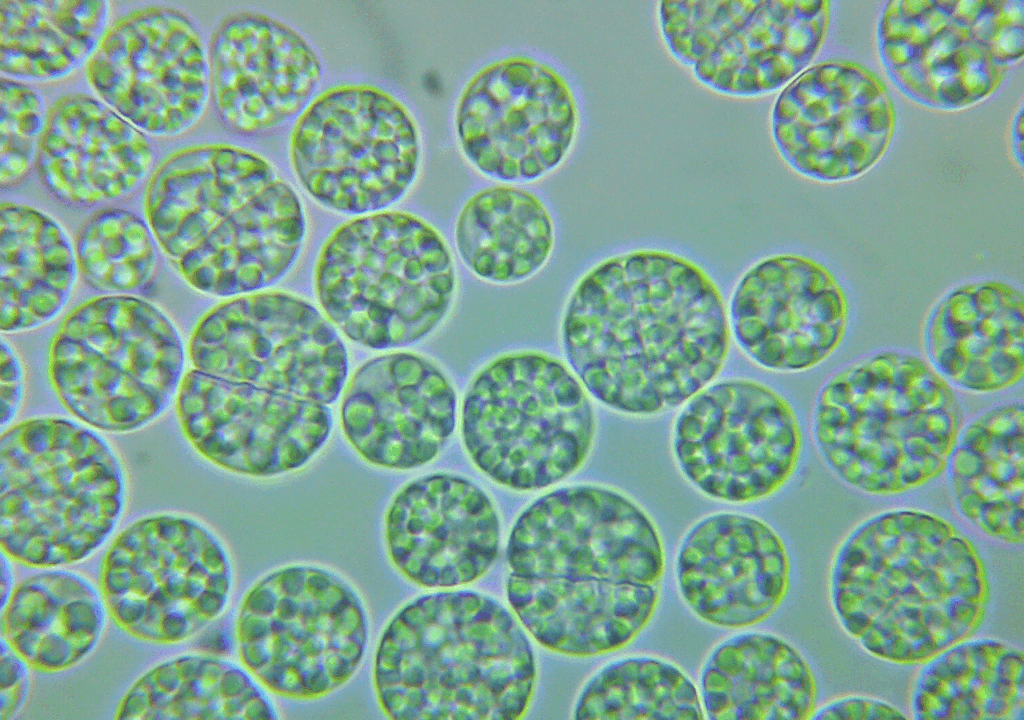 ペンタデカン酸_オーランチオキトリウム